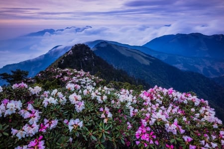 Taiwan - flowers, asia, mountains, sky