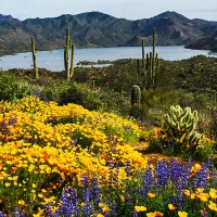 An Explosion Of Spring Color In The Sonoran Desert