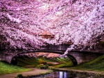 Cherry Blossom Bridge