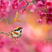 Bird