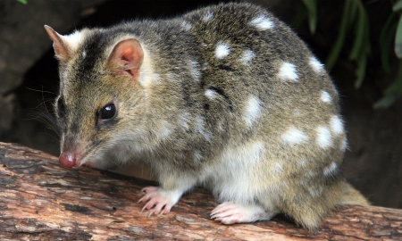 Quoll - quoll, australian, animal, marsupial