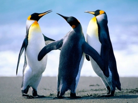 Penguins - sky, three, penguins, animals