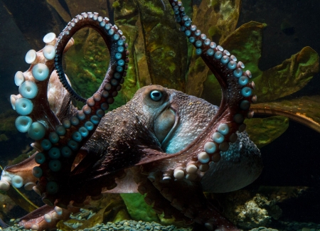 Octopus - octopus, tenticle, animal, ocean