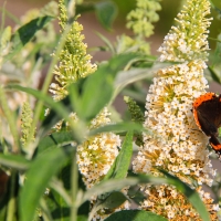 Butterfly Bush