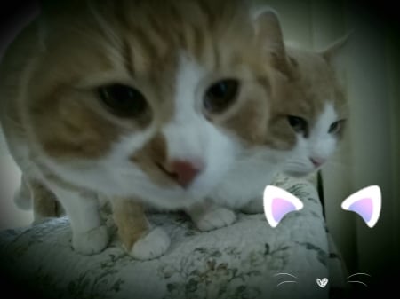 Brothers - Lovely, Sweet, Cats, Cute