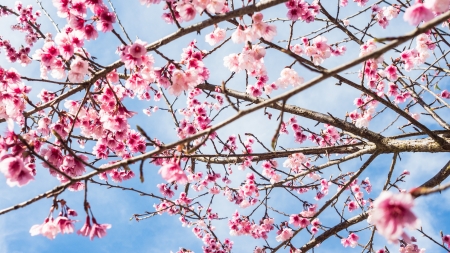 Cherry Blossom - Nature, Blossom, Cherry, tree