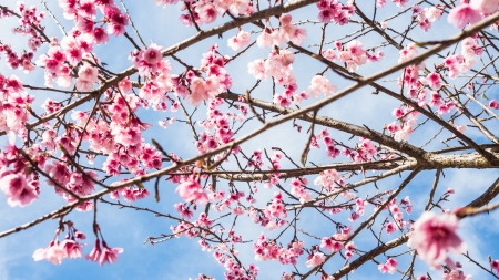 Cherry Blossom - Cherry, Blossom, Nature, tree