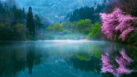 Morning Fog - reflections, trees, japan, blossoms, water, sakura, landscape, park