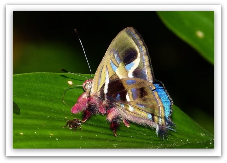 fairytale butterfly - butterfly, fairies, fairytale, animals