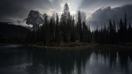 Pine Forest - Nature, Pine, Forest, lake