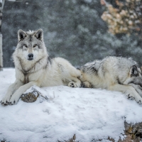 Grey Wolves from Yellowstone N.P.