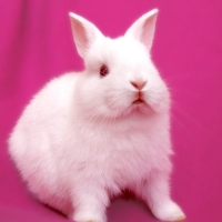 White bunny
