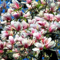 Magnolia