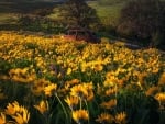 Columbia Hills State Park, Washington