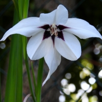 Peacock Orchid