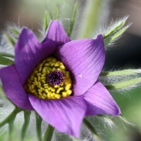 Pasque Flower