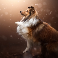 Shetland Sheep Dog