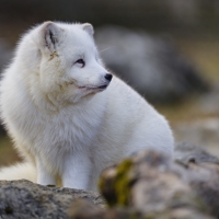 Arctic Fox