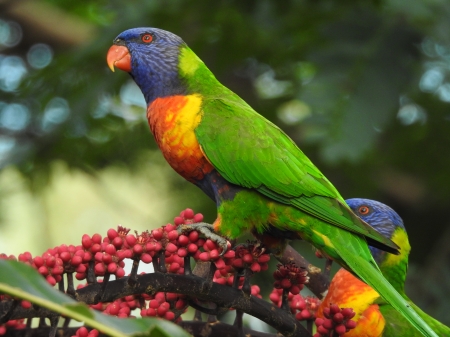 Lorikeet Feeding Off Umbrella Flower Spike - Queensland, Brisbane, Umbrellaflower, Australia, rainbow, Lorriket, Bird, wildlife