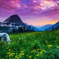 Mountain Goat At Glacier National Park, Montana