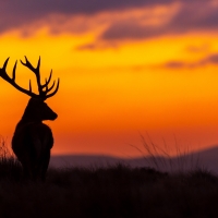 Red Deer Stag at Sunset in Ireland