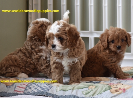 Cavapoo puppies need homes - cavapoo puppies, Puppies for sale, puppies for adoption, Cavoodle puppies