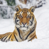 Tiger in Snow