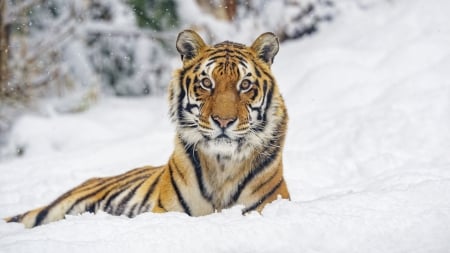 Tiger in Snow - Cats & Animals Background Wallpapers on Desktop Nexus ...