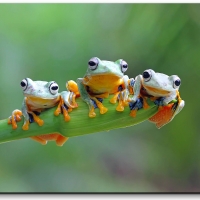 Javan Flying Tree Frog