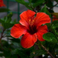 Hibiscus