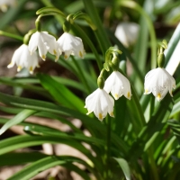 Snowdrops