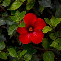 Hibiscus