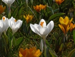 White and Yellow Crocuses