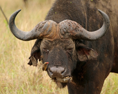 Bison - buffalo, animal, bison, horns