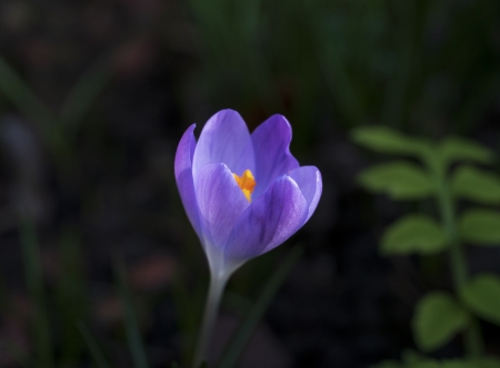 Crocus
