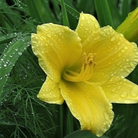 yellow lily