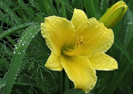 yellow lily - flower, yellow, lily, dew