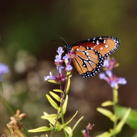 Monarch Butterfly