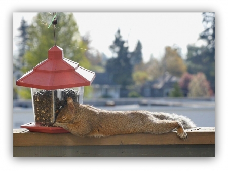 sleeping sqirrel - garden, country, animals, squirrel