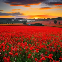 Poppy field