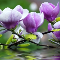 Purple Magnolia