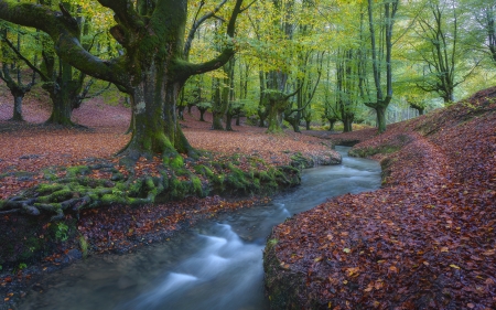 Stream in Basque Country Spain - basque country, spain, stream, trees