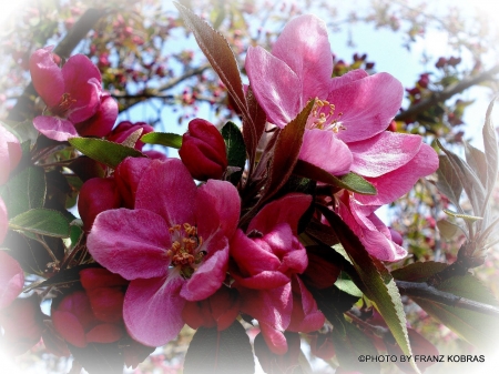 wild apple tree - natur, apples, trees, pink