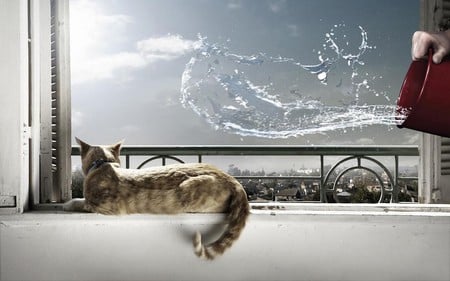 COOL CAT - cg, creative, animal, digital, design, abstract