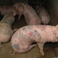 Tattooed Pigs