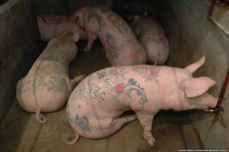 Tattooed Pigs - pigs, funny, tattoos