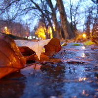 leaf in rain