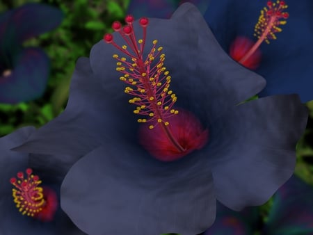 blue hibiscus - hibiscus, blue