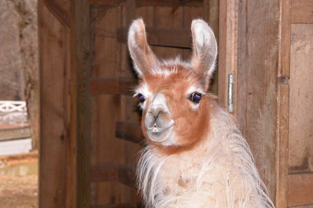 Say What - pets, llama, barn, farm, wv