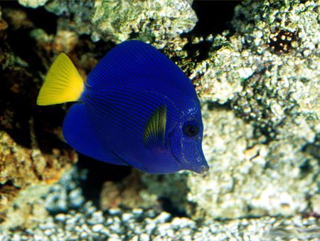 Deep Sea inhabitants Coral reef fish - deep sea inhabitants coral reef fish, cool